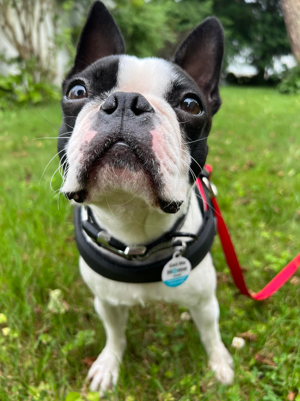 PetHub QR Pet ID Tag – Original Get Me Home Club