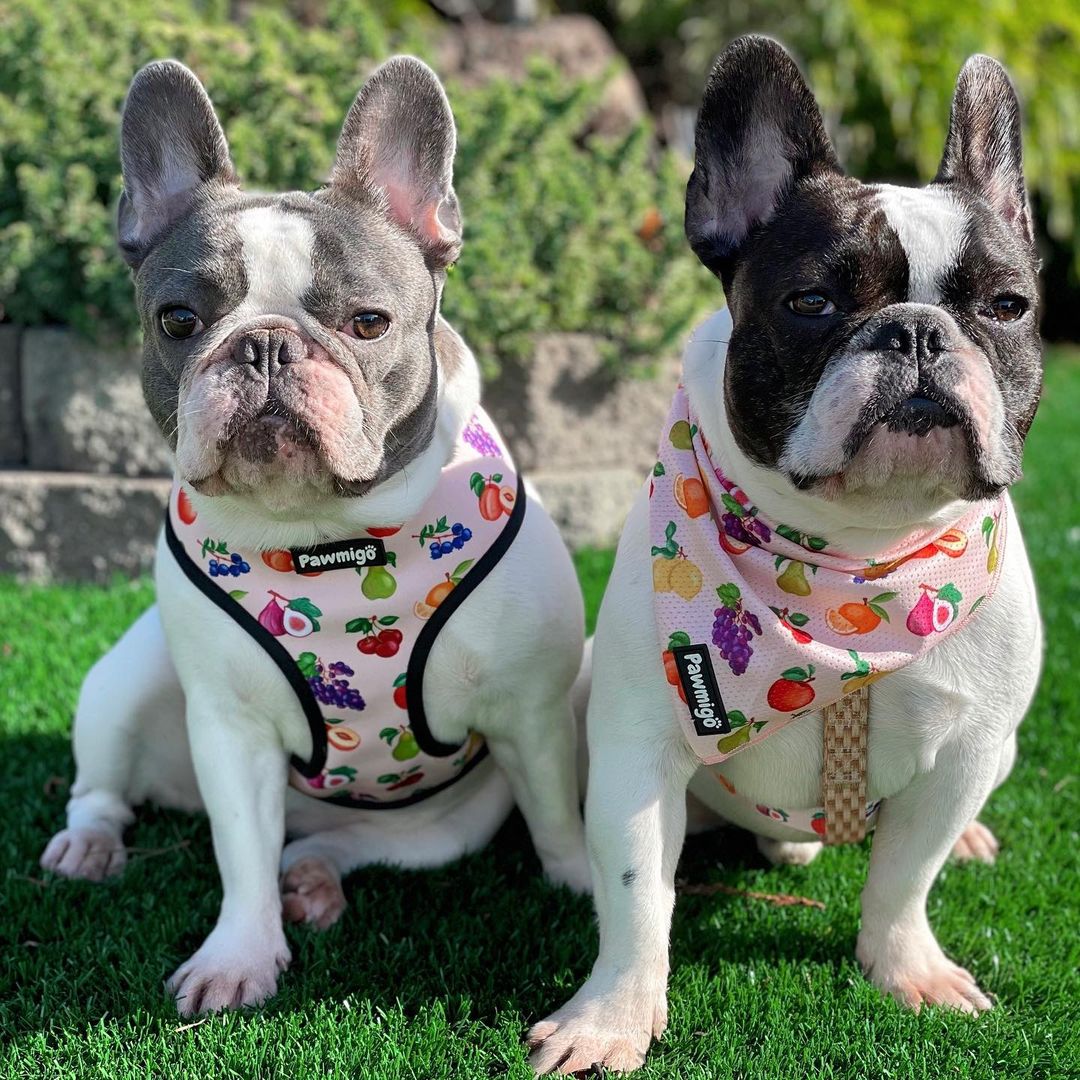 Frootie Patootie Cooling Bandana